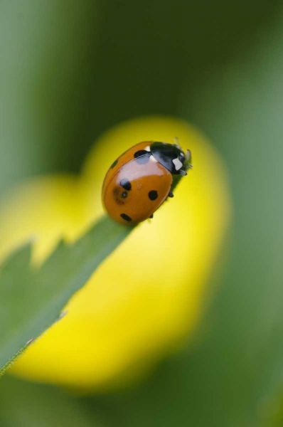 USA, North Carolina, Ladybug on tip of leaf